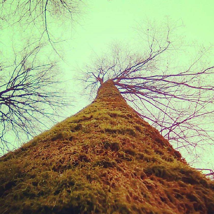 L'arbre des Druides